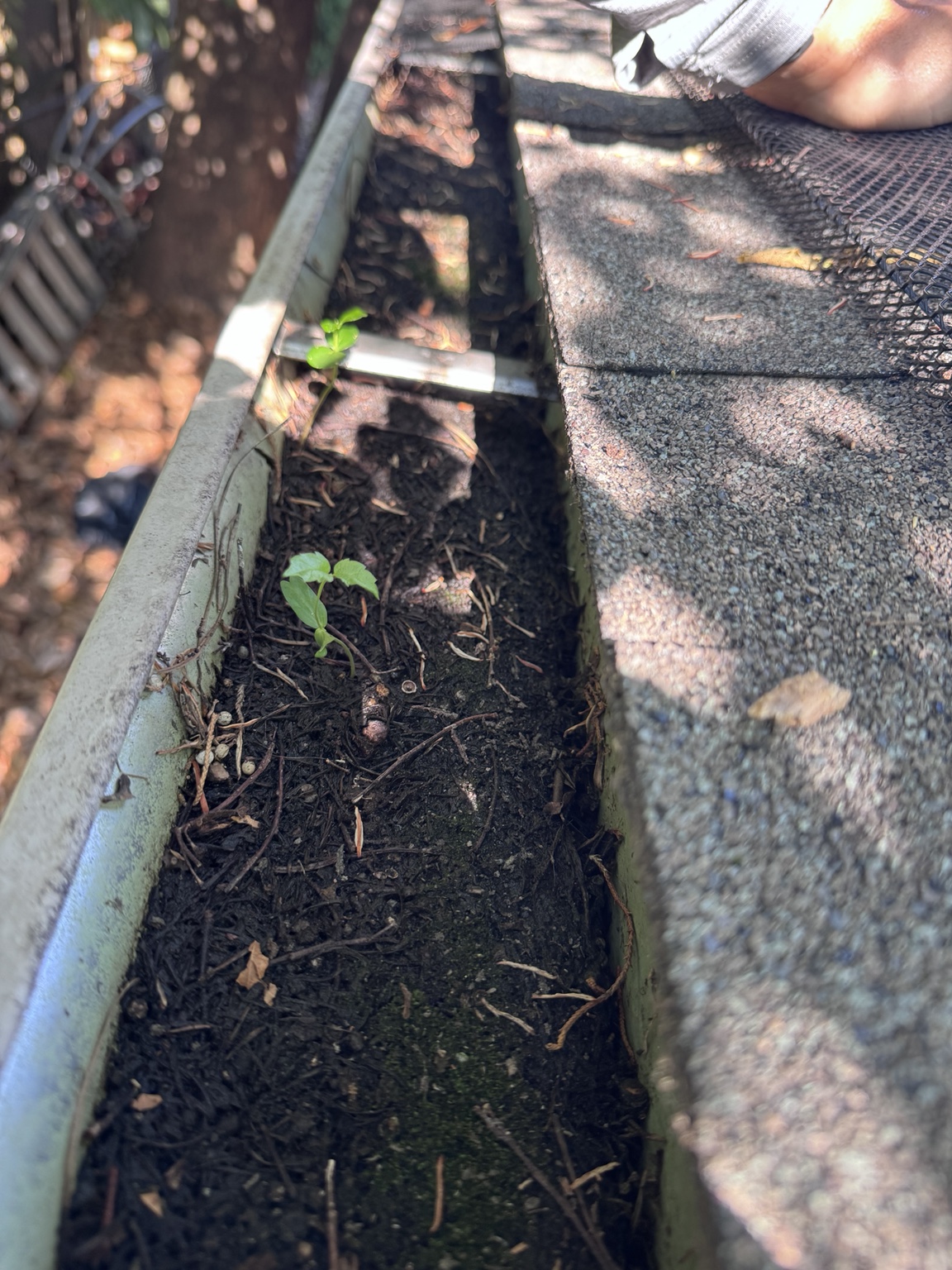 Residential gutter packed with wet organic debris and plant growth